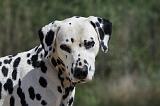 DALMATIEN 280